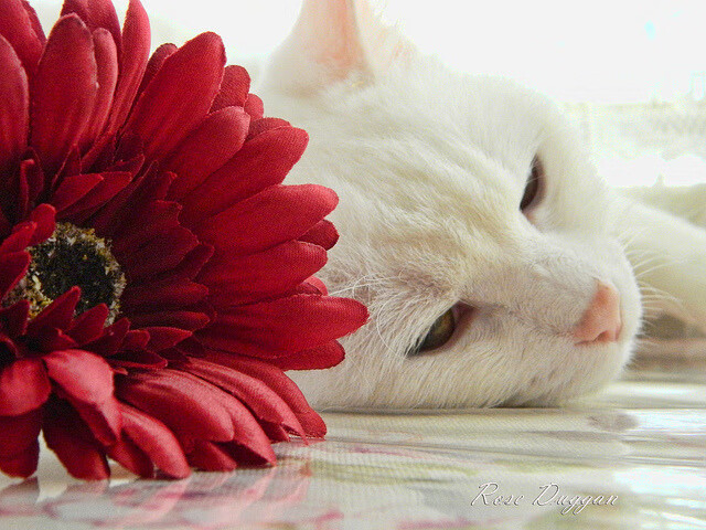 NBA球员疲劳伤病严重加剧球队危机,nba球员伤病名单实时