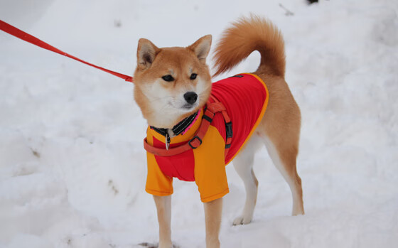 女足比赛中,中国队员朱某表现出色,足球运动员女中国