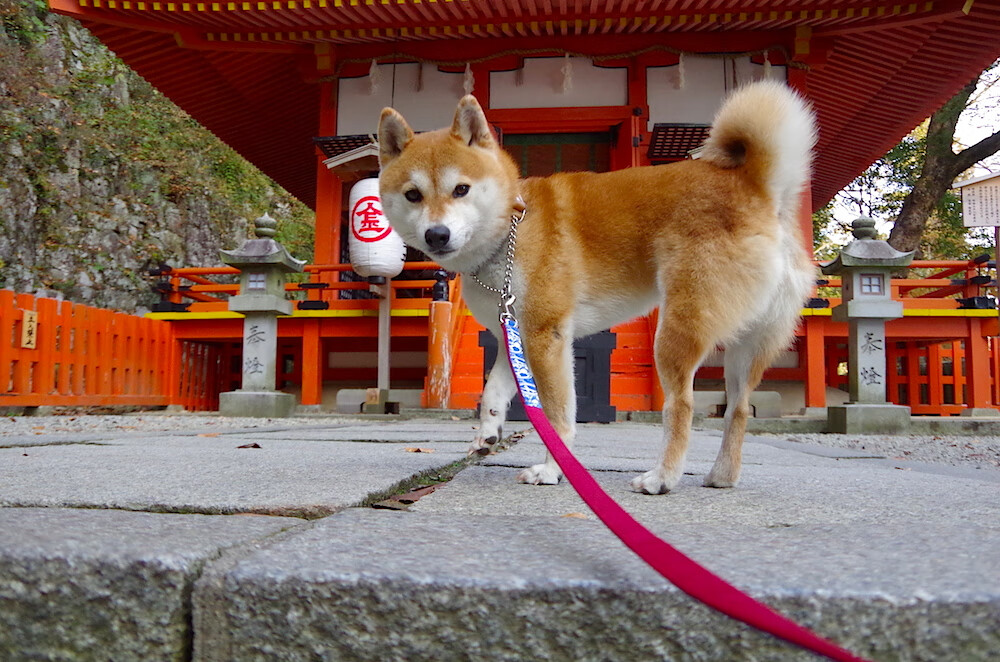 女排超级联赛天津再胜江苏,朱婷单场独得30分,天津女排朱婷李盈莹
