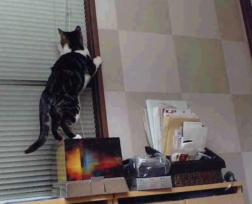 波兰队未来目标:如何在国际赛场上迎头赶上强队,波兰队战绩