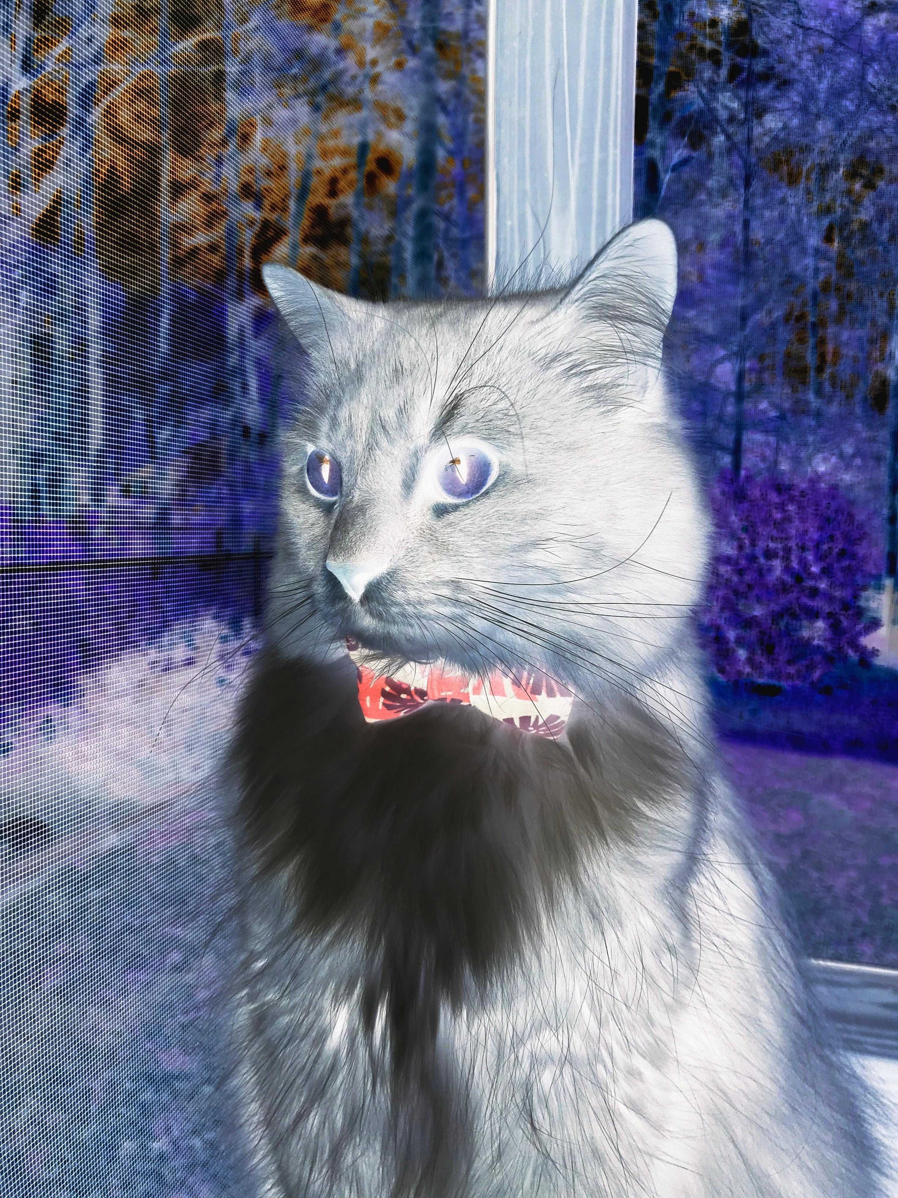 塞内加尔男篮在非洲锦标赛中奋勇争冠,逐步崛起,塞内加尔非洲杯大名单